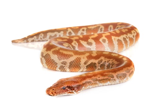 Preview: Python brongersmai in studio