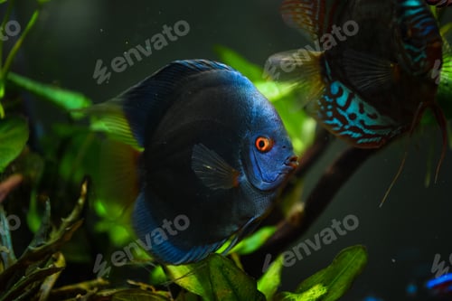 Preview: Colorful fish from the spieces Symphysodon discus in aquarium
