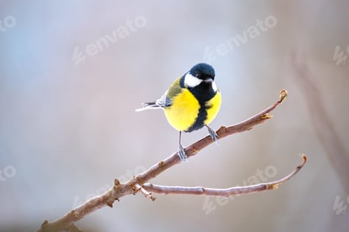Preview: Yellow wild tit bird perching on tree branch on cold winter day