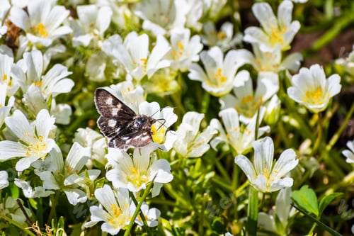Preview: White meadowfoam (Limnanthes alba) flowers