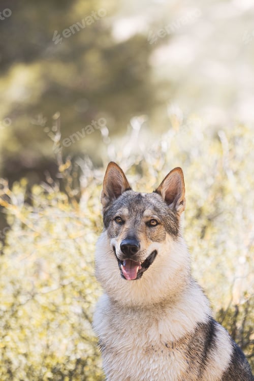 Preview: Cute adorable Czechoslovakian Wolfdog dog enjoying the weather in the park