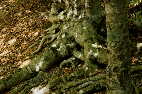 Preview: Majestic tree with exposed roots basking in sunlight on forest floor surrounded by lush greenery and