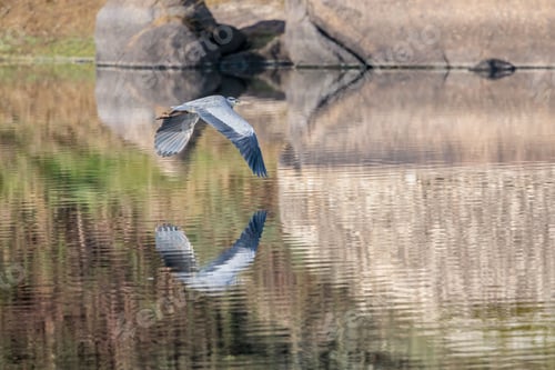 Preview: Grey Heron flying over a lake