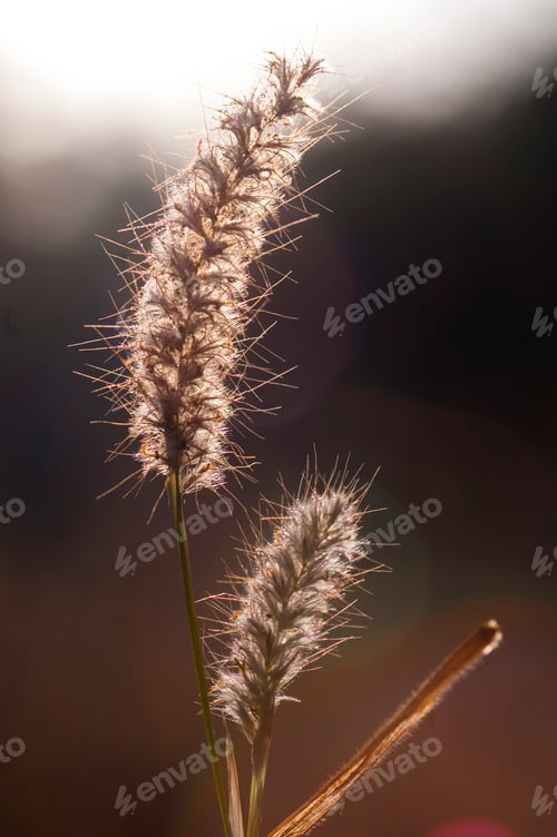 Preview: Wild flower in meadow, grass flower Nature background.