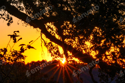 Preview: Silhouette of tree branches at sunset