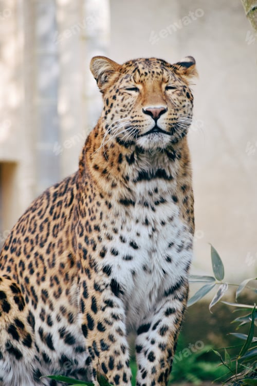 Preview: Leopard