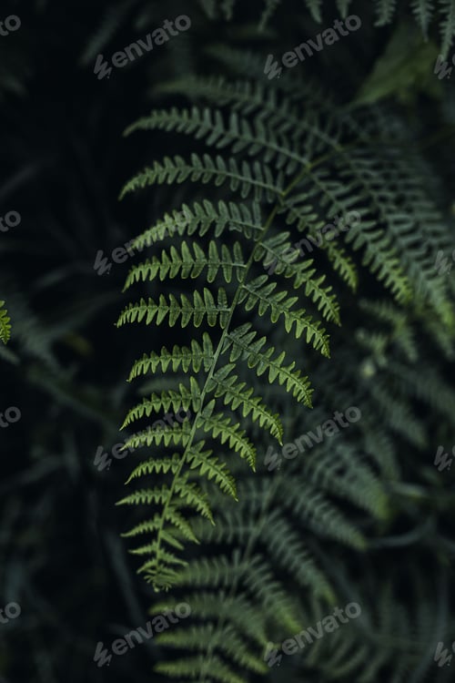 Preview: Vertical shot of beautiful green leaves of Common bracken