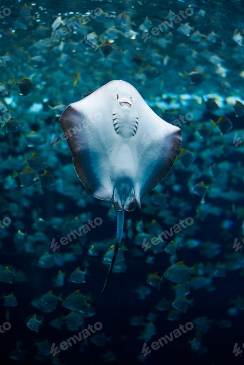 Preview: Stingray from above swimming within a school of fish