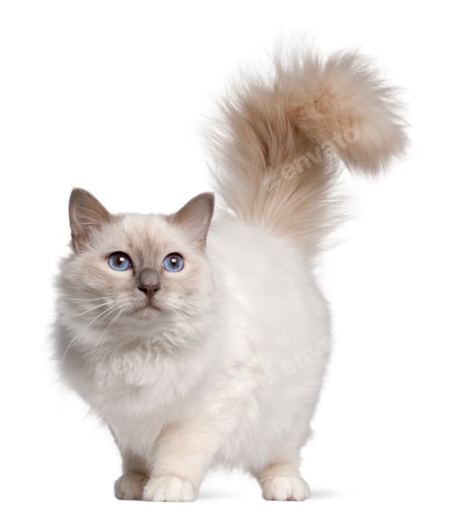 Preview: Birman cat, 11 months old, standing in front of white background