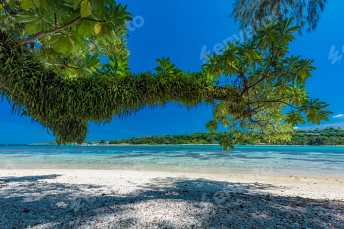 Preview: Palm trees on a tropical beach, Vanuatu, Erakor Island, Efate