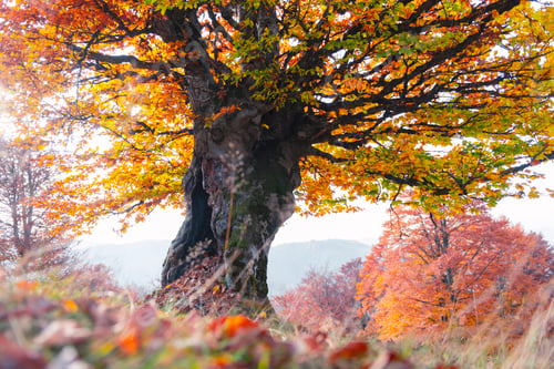 Preview: Majestic old beech tree with yellow and orange folliage