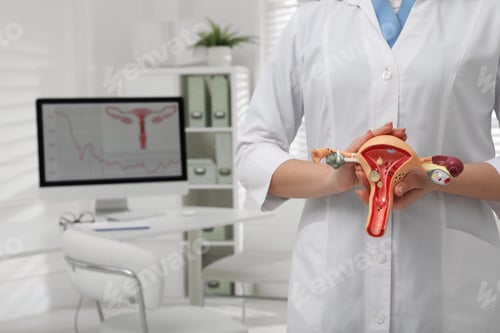 Preview: Gynecologist demonstrating model of female reproductive system in clinic, closeup