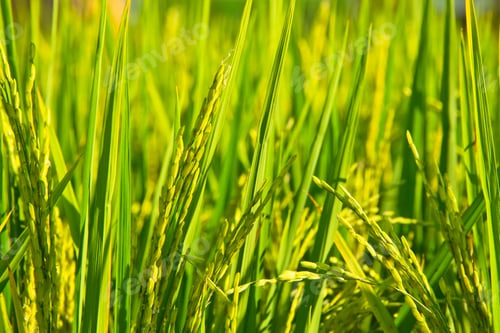 Preview: Close up image of Rice fields