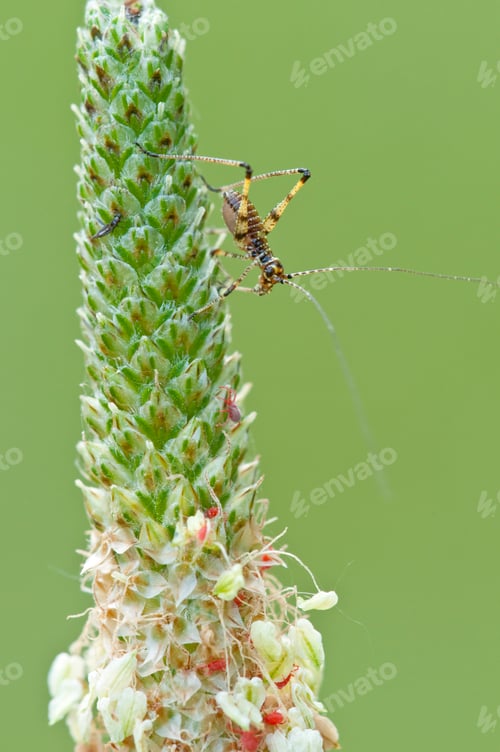 Preview: Cricket on a Spike