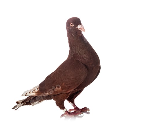 Preview: lebanese pigeon in studio