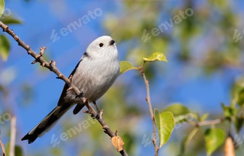 Preview: Long-tailed tit, Aegithalos caudatus. A bird sits on a branch