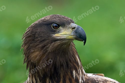 Preview: White-tailed eagle (Haliaeetus albicilla)