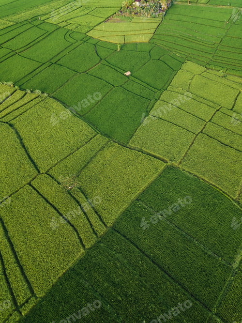 Preview: Aerial view of rice fields, Bali, Indonesia