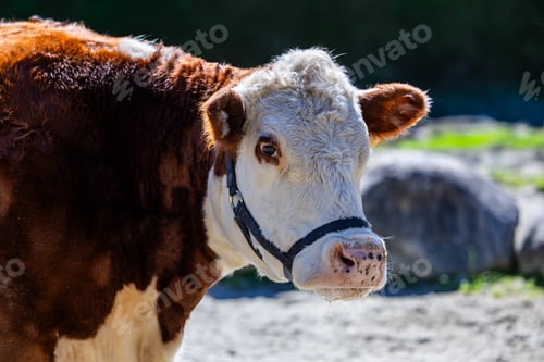 Preview: Close-Up of a Brown and White Cow in a Sunny Outdoor Setting