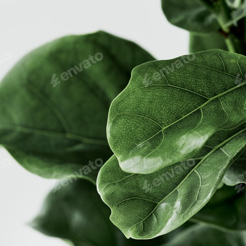 Preview: Fiddle leaf fig plant background