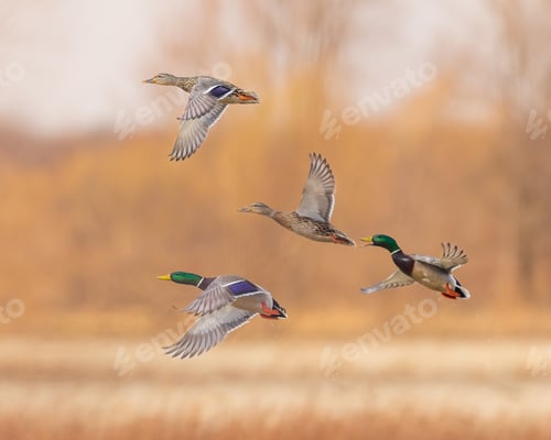 Preview: Group of mallard ducks in flight
