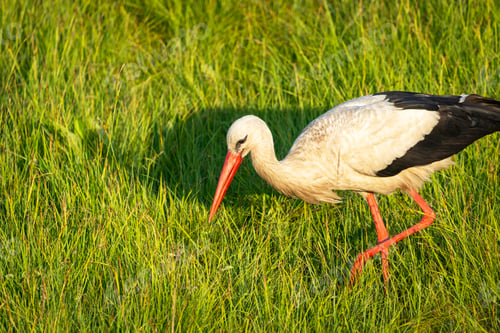Preview: A white stork looks for food in the grass