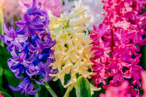 Preview: Group of beautiful multicolored hyacinths.