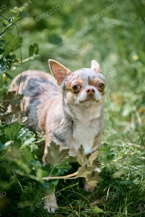 Preview: Chihuahua posing amidst lush greenery
