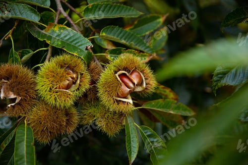 Preview: Closeup shot of chestnuts on a branch with green leaves in a blurred background