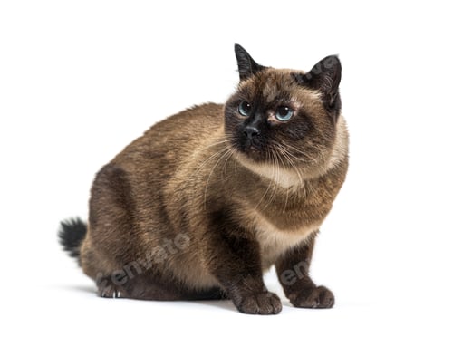 Preview: Crossbreed cat looking away, isolated on white