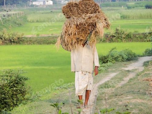 Preview: Farmer carrying rice paddy straw