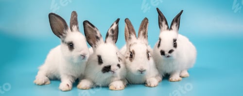 Preview: bunny Easter fluffy baby rabbit or new born rabbit. baby cute rabbit or new born adorable bunny
