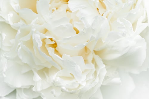 Preview: White peony petals macro shooting, peony background or desktop