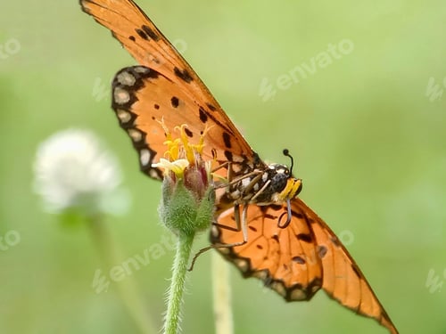 Preview: Butterfly