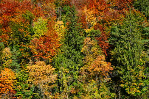 Preview: Autumn forest trees close up with vibrant red, yellowand green colors