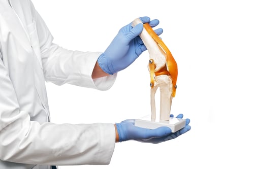 Preview: Doctor holds an anatomical human knee-joint model in his hands, close-up. Isolated on white