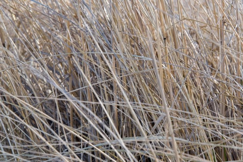 Preview: Old Grass Texture