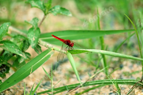 Preview: Red dragonfly on the grass