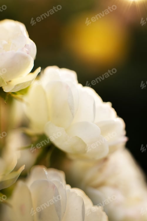 Preview: White roses in the sunlight