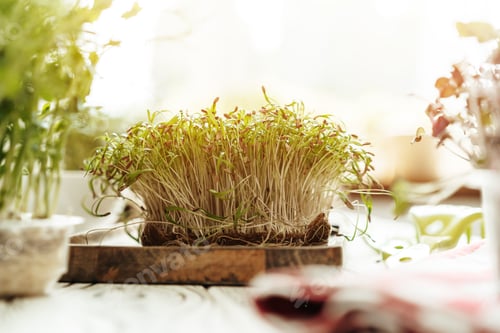Preview: Microgreen sprouts on wooden board in rays of daylight