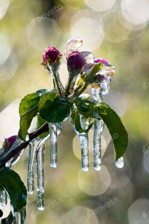 Preview: Vertical shot of frost irrigation on apple trees in South Tyrol, Italy