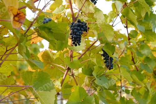 Preview: Clusters of ripe blue grapes on green and yellow autumn leaves of vineyard. Autumn grapes harvest