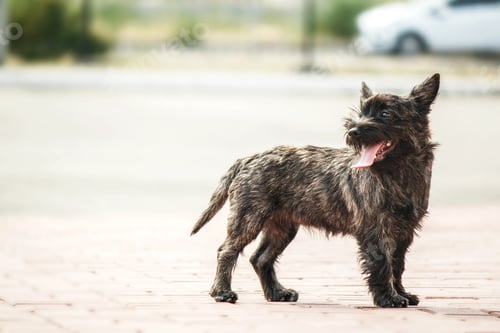 Preview: Cute cairn terrier dog on green grass in the park on a sunny day. Terrier dog breed