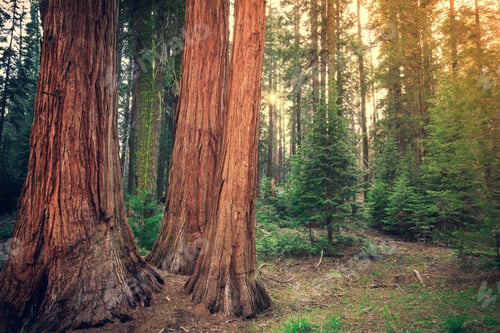 Preview: Sunset On Sequoia Trees, Sequoia National Park, California