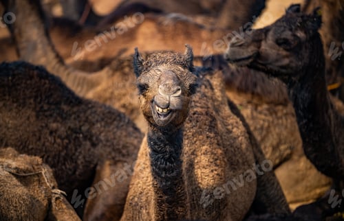 Preview: Camels at the Pushkar Fair, also called the Pushkar Camel Fair