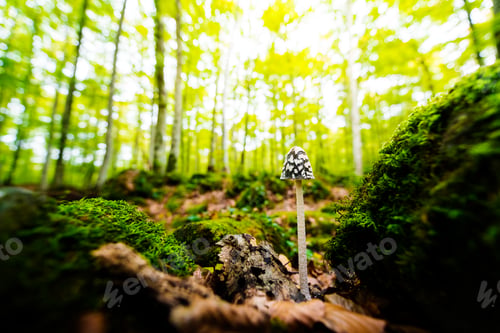 Preview: mushroom growing on the forest between the stones