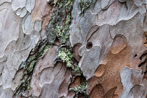 Preview: pine skin macro