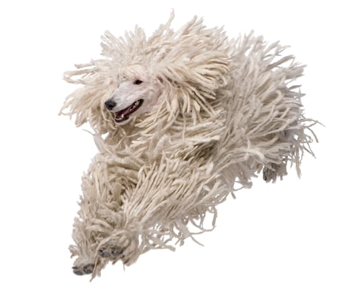 Preview: Front view of White Corded standard Poodle running in front of white background