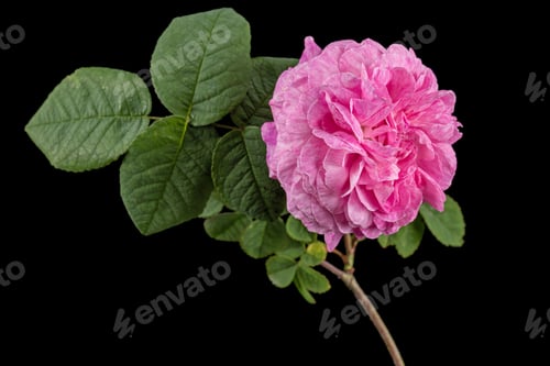 Preview: Pink flower of rose, isolated on black background