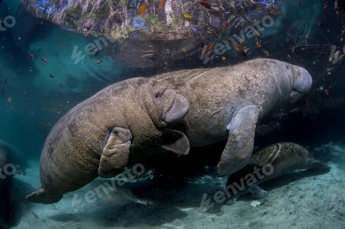 Preview: Two manatees swimming gracefully beneath the water's surface.